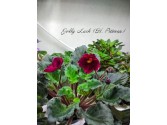 Фиалка Jolly Luck (H. Pittman) Фиалка Jolly Luck (H. Pittman)