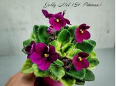 Фиалка Jolly Mel (H. Pittman)