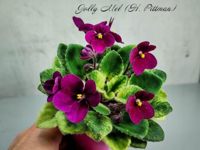 Фиалка Jolly Mel (H. Pittman)