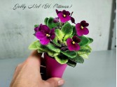Фиалка Jolly Mel (H. Pittman)