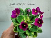 Фиалка Jolly Mel (H. Pittman)