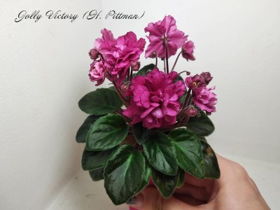 Фиалка Jolly Victory (H. Pittman)