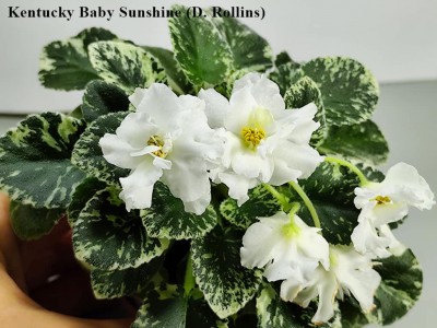 Kentucky Baby Sunshine (D. Rollins) Kentucky Baby Sunshine (D. Rollins)