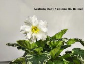 Фиалка Kentucky Baby Sunshine (D. Rollins)