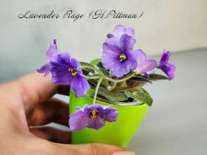 Lavender Rage (H.Pittman)