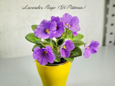Фиалка Lavender Rage (H.Pittman)