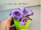 Lavender Rage (H.Pittman)