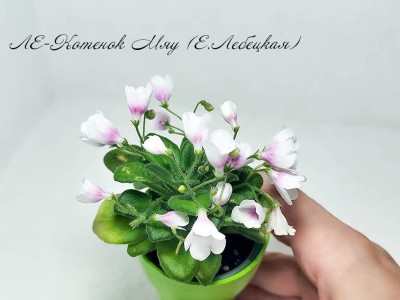 Фиалка ЛЕ-Котенок Мяу (Е.Лебецкая)