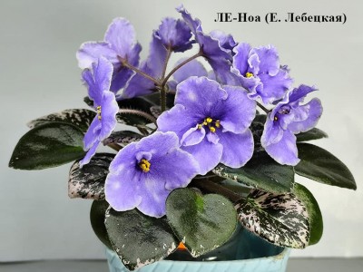ЛЕ-Ноа (Е. Лебецкая) ЛЕ-Ноа (Е. Лебецкая)