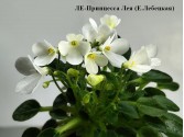 ЛЕ-Принцесса Лея (Е.Лебецкая)