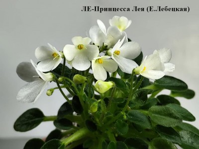 ЛЕ-Принцесса Лея (Е.Лебецкая) ЛЕ-Принцесса Лея (Е.Лебецкая)
