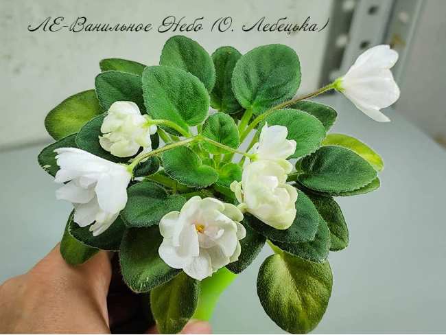 ЛЕ-Ванильное Небо (О. Лебецька)