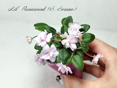 Фиалка Lil’ Runaround (S. Sorano)