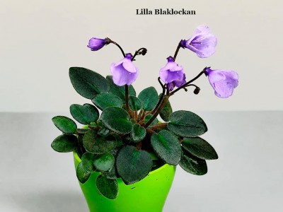 Фиалка Lilla Blaklockan