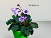 Фиалка Lilla Blaklockan