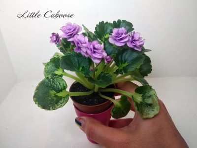 Фиалка Little Caboose