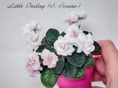 Фиалка Little Darling (S. Sorano)