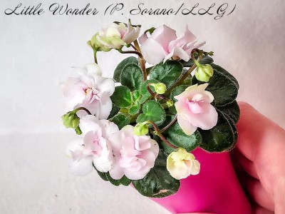 Фиалка Little Wonder (P. Sorano/LLG)