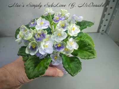 Фиалка Mac's Simply SubLime (G. McDonald)