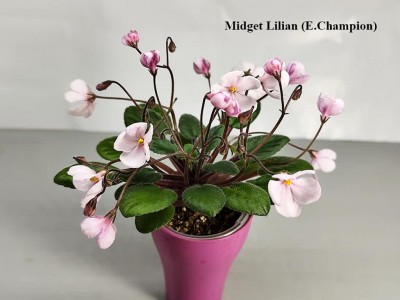 Фіалка Midget Lilian (E.Champion) Фіалка Midget Lilian (E.Champion)