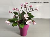 Фіалка Midget Lilian (E.Champion)
