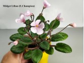 Фіалка Midget Lilian (E.Champion)