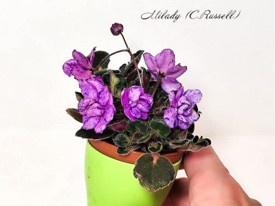 Фиалка Milady (C.Russell)