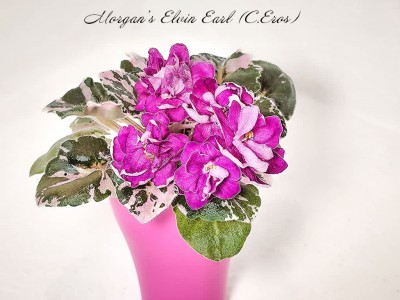 Фиалка Morgan's Elvin Earl (C.Eros)
