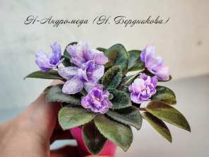 Фиалка Н-Андромеда (Н. Бердникова)