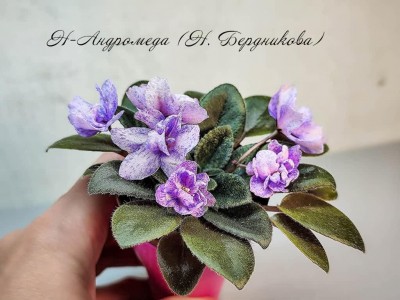 Фиалка Н-Андромеда (Н. Бердникова) Фиалка Н-Андромеда (Н. Бердникова)