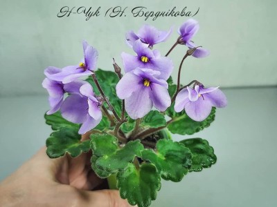 Фиалка Н-Чук (Н.Бердникова)