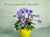 Фиалка Н-Лесной родник (Н. Бердникова)