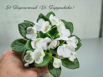 Фиалка Н-Подснежник (Н. Бердникова) Фиалка Н-Подснежник (Н. Бердникова)