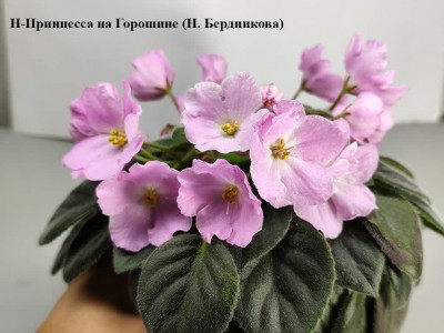 Фіалка Н-Принцесса на Горошине (Н. Бердникова) Фіалка Н-Принцесса на Горошине (Н. Бердникова)