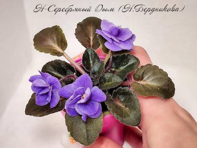 Фиалка Н-Серебряный Дым (Н.Бердникова) Фиалка Н-Серебряный Дым (Н.Бердникова)