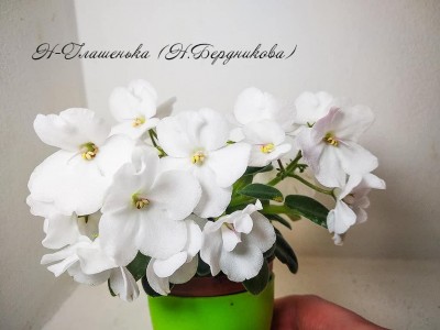 Фиалка Н-Глашенька (Н. Бердникова) Фиалка Н-Глашенька (Н. Бердникова)