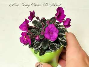 Ness' Tiny Flame (D.Ness)