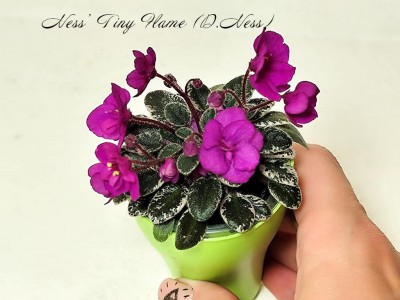 Фиалка Ness' Tiny Flame (D.Ness)