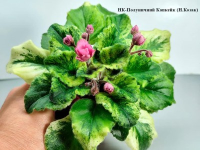 Фіалка НК-Полуничний Капкейк (Н.Козак)