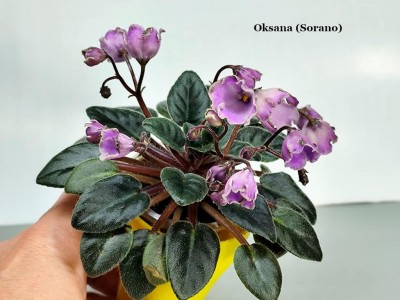 Фиалка Oksana (Sorano)