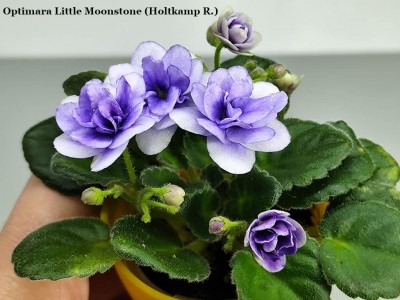 Фиалка Optimara Little Moonstone (Holtkamp R.) Фиалка Optimara Little Moonstone (Holtkamp R.)