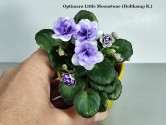 Optimara Little Moonstone (Holtkamp R.) Optimara Little Moonstone (Holtkamp R.)