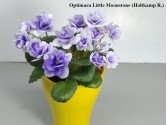 Фіалка Optimara Little Moonstone (Holtkamp R.)