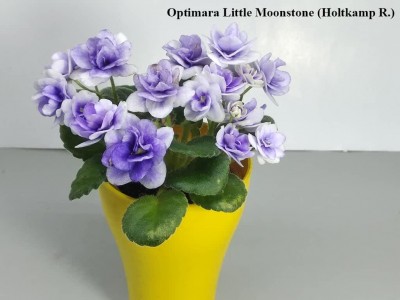 Фіалка Optimara Little Moonstone (Holtkamp R.)
