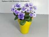 Фіалка Optimara Little Moonstone (Holtkamp R.)