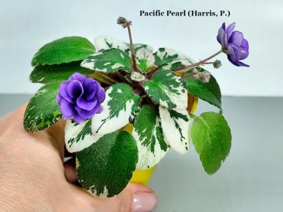 Фиалка Pacific Pearl (Harris, P.)