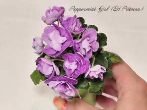 Peppermint Girl (H.Pittman)