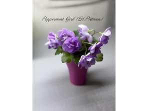 Peppermint Girl (H.Pittman)