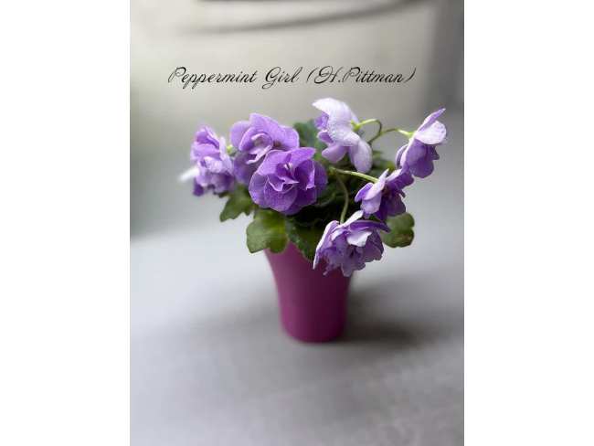 Peppermint Girl (H.Pittman)