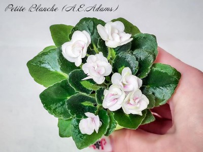 Фиалка Petite Blanche (A.E.Adams) Фиалка Petite Blanche (A.E.Adams)